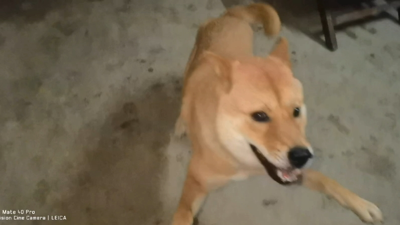 【中华田园犬】土猎喜玩耍.