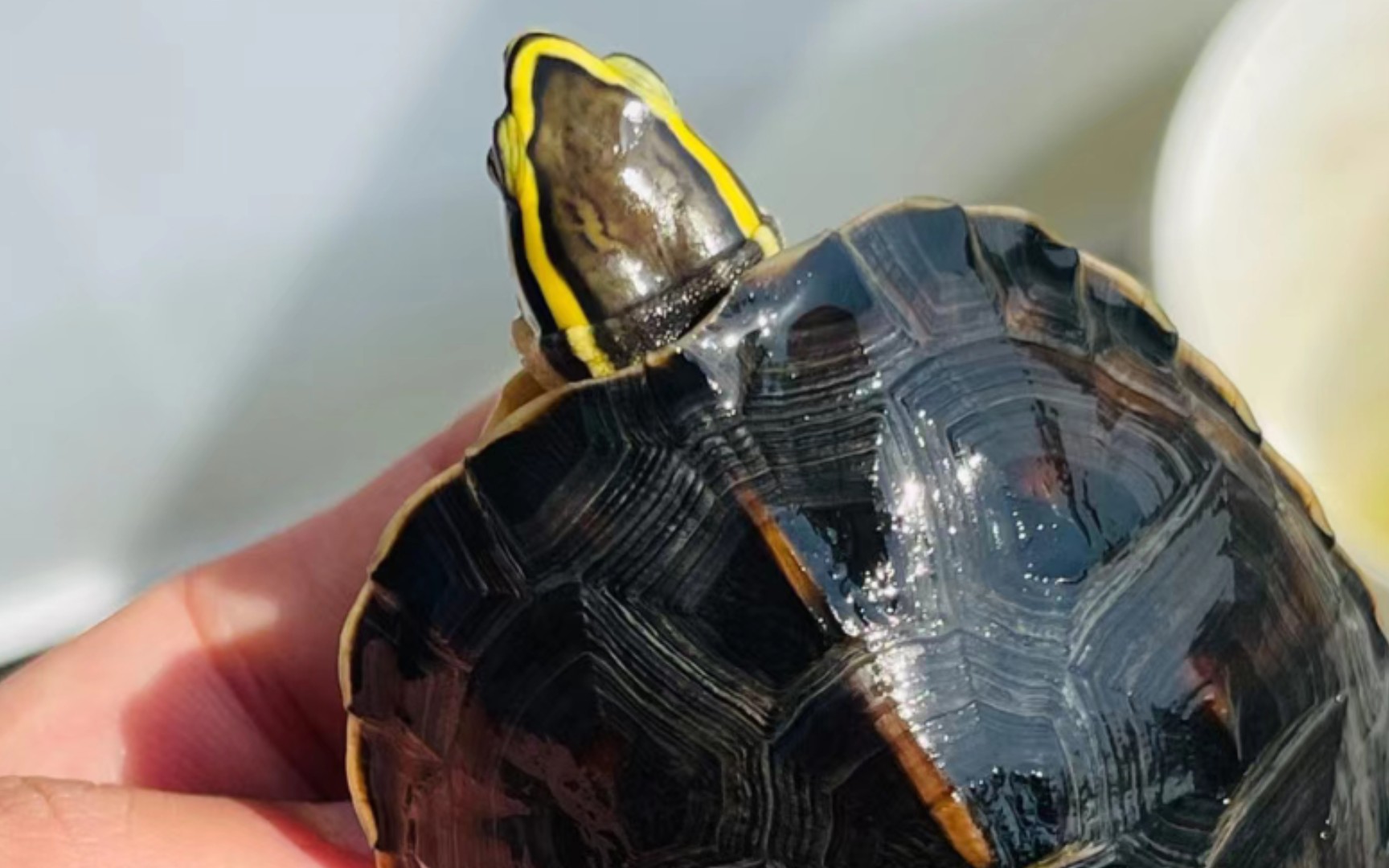 这应该是安布杂交的天花板了吧