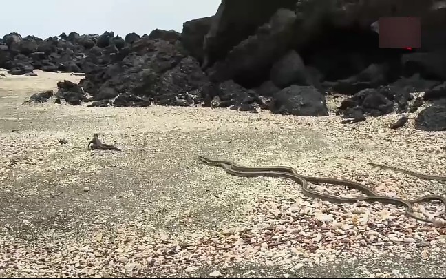 群蛇追杀海蜥蜴宝宝场面惊心动魄堪比大片