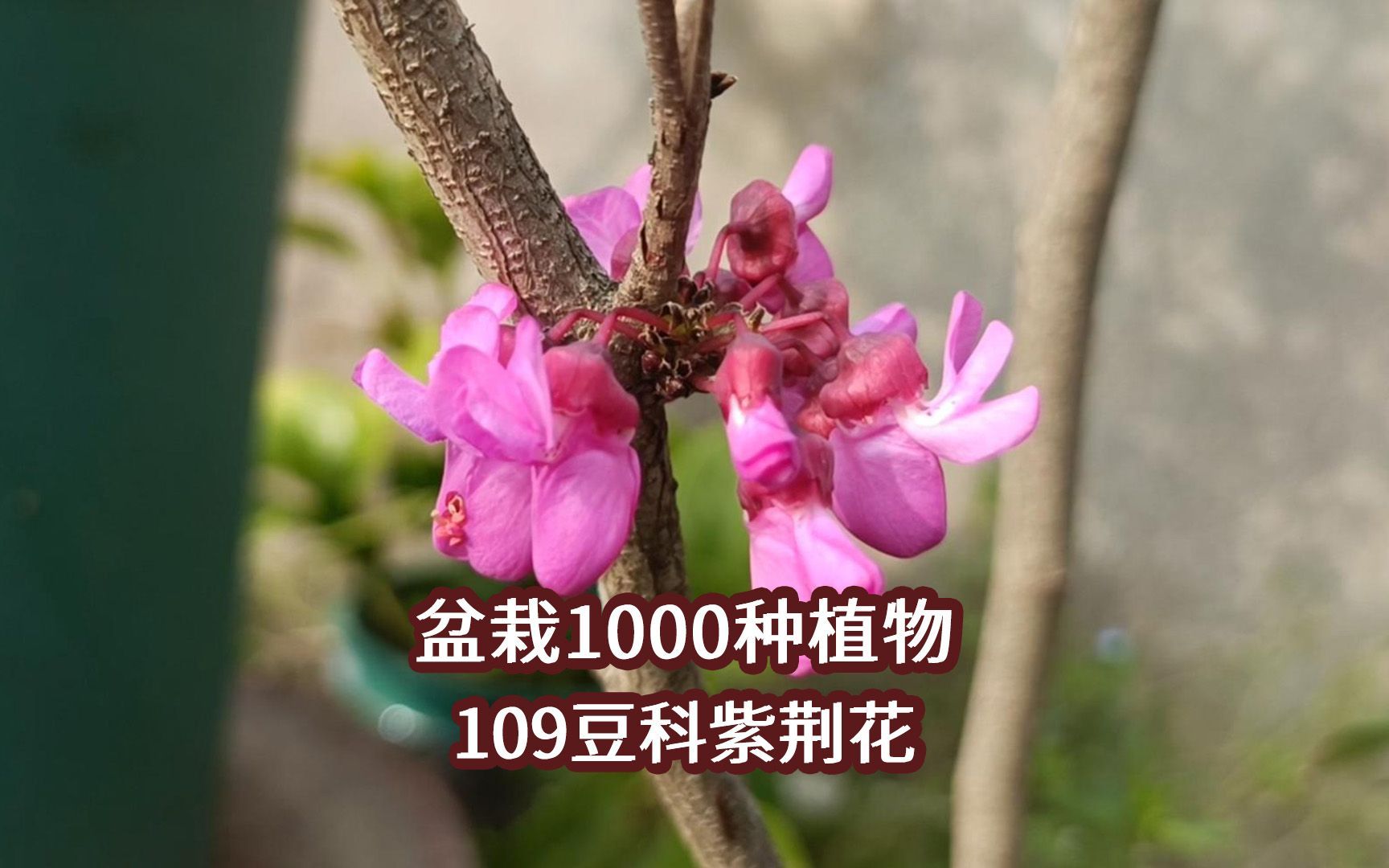 盆栽1000种植物|109 豆科紫荆花哔哩哔哩bilibili