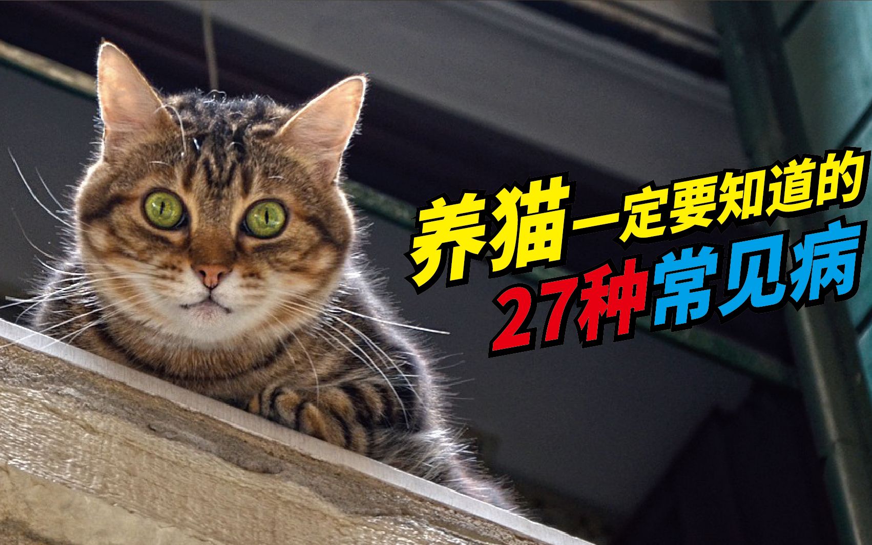 [图]养猫一定要知道的常见病！猫咪生病都有哪些症状？猫癣肠胃炎猫鼻支猫瘟结膜炎感冒发烧结石传复