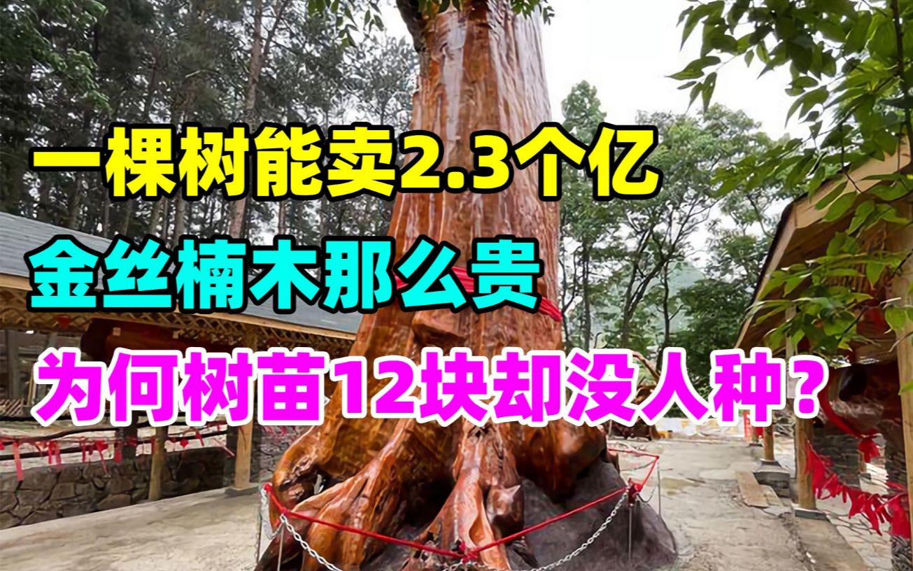 一棵树能卖2.3个亿,金丝楠木那么贵,为何树苗仅12块却没人种?哔哩哔哩bilibili