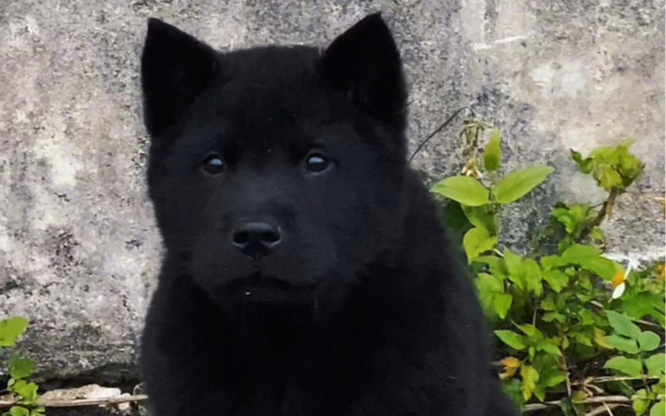 最黑的五黑犬,一到晚上它就会消失,只因它太黑了.