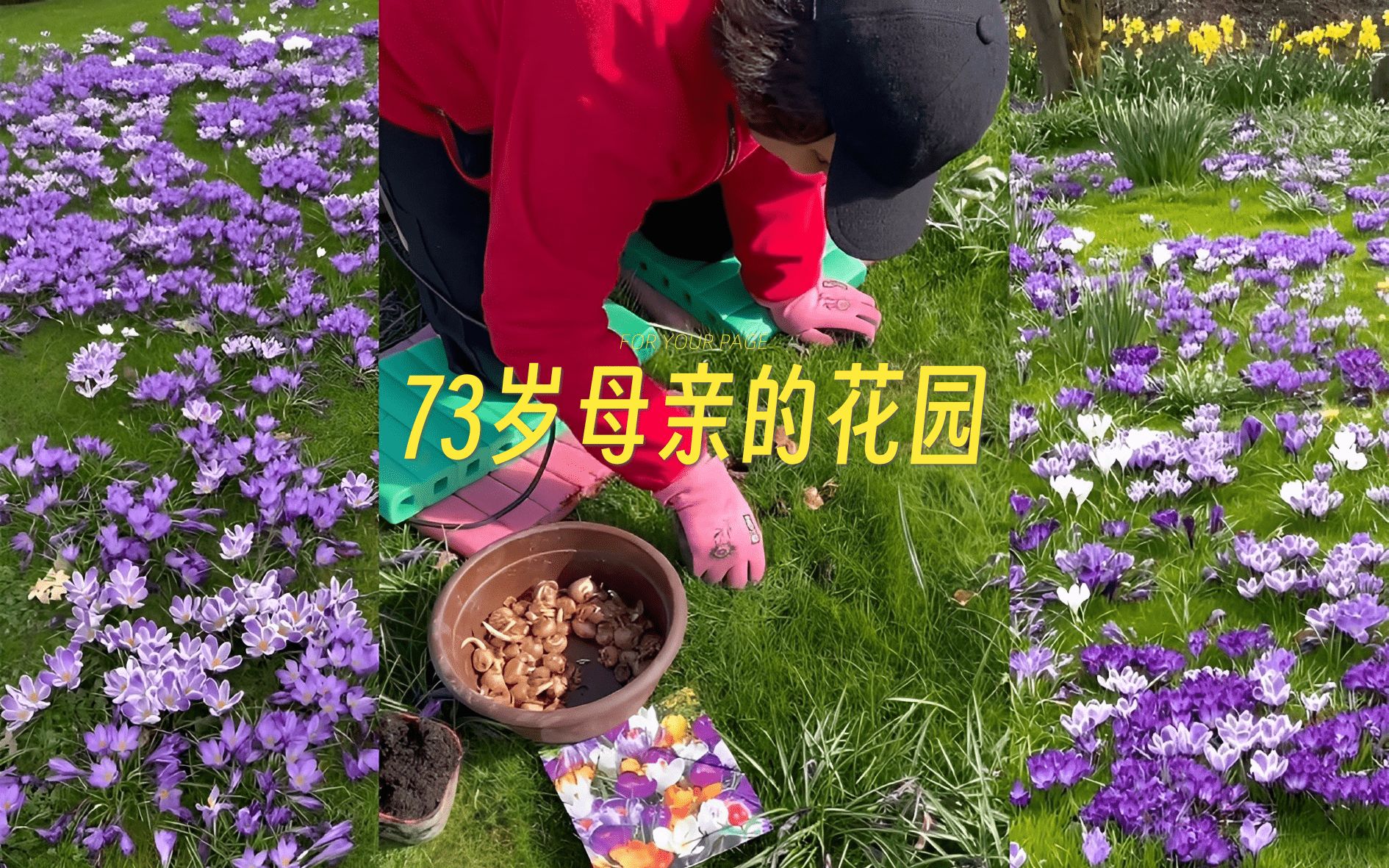 73岁的母亲在花园里种植了8000株番红花,太美了!!! 𐟌𗰟Œ𙰟Œ𜥓”哩哔哩bilibili