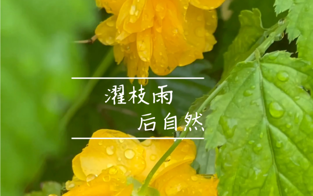 六月有大雨,名濯枝雨.自然是音量键会悄悄治愈人.哔哩哔哩bilibili