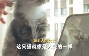 Video herunterladen: 见主人化妆猫咪用爪子“暗示”。网友：这个主人猫语十级。