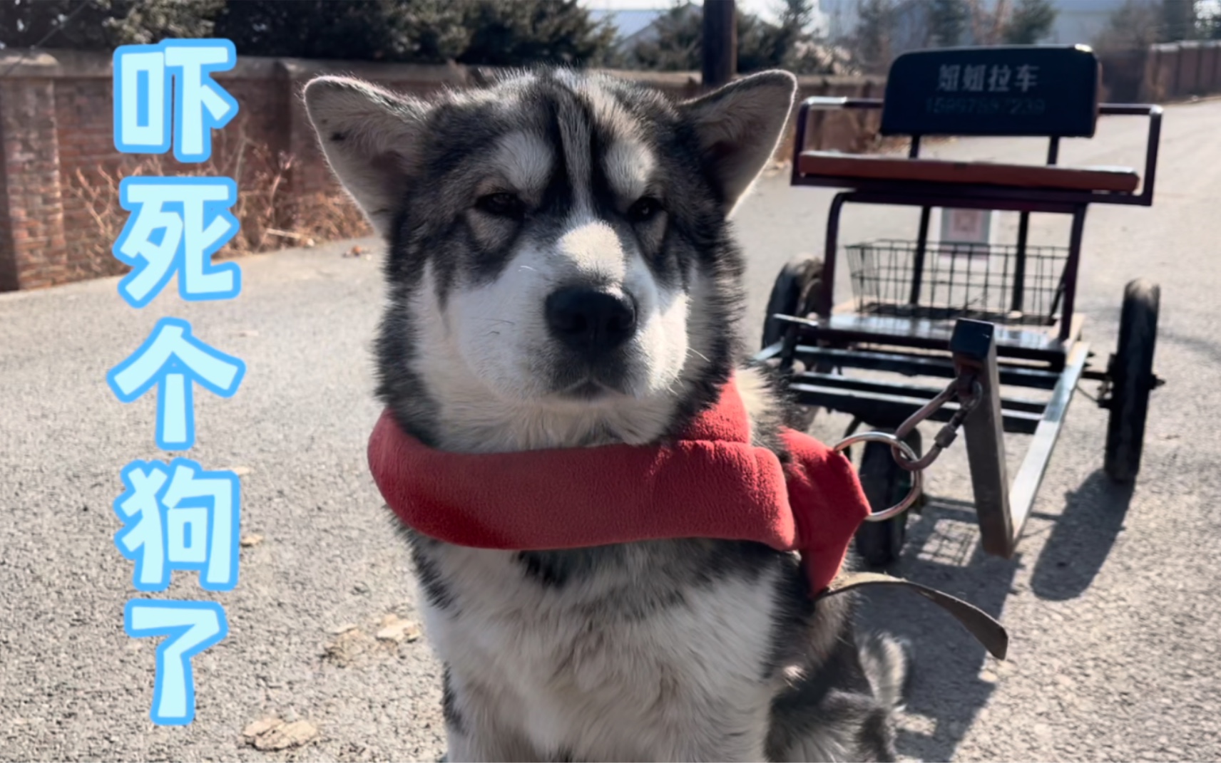 真实记录5个月大的阿拉斯加第一次拉车全过程!