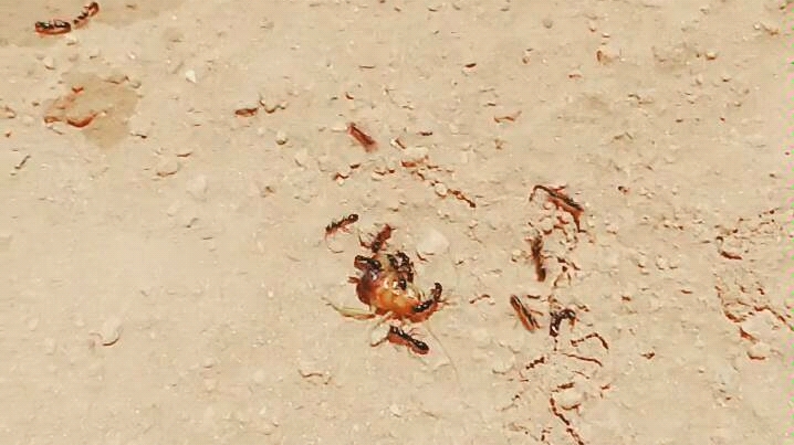 大槽节粗角猛蚁搬兵速度一流