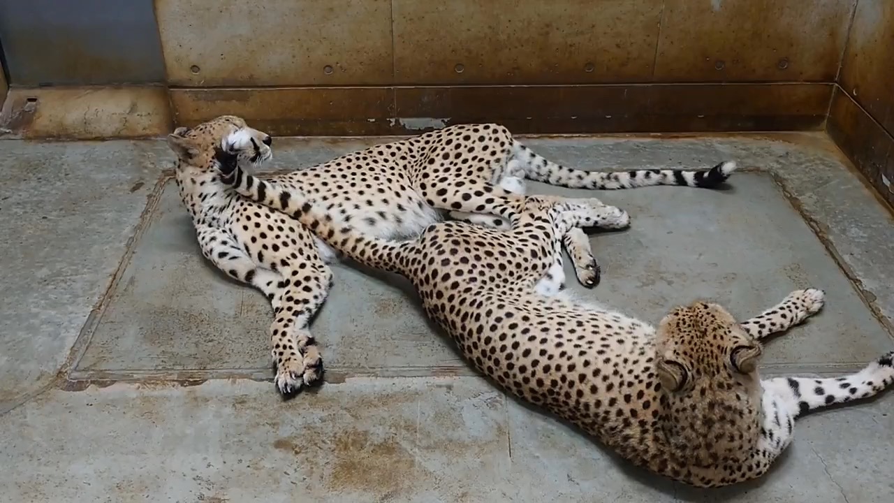 【猎豹】这尾巴绝对故意的!