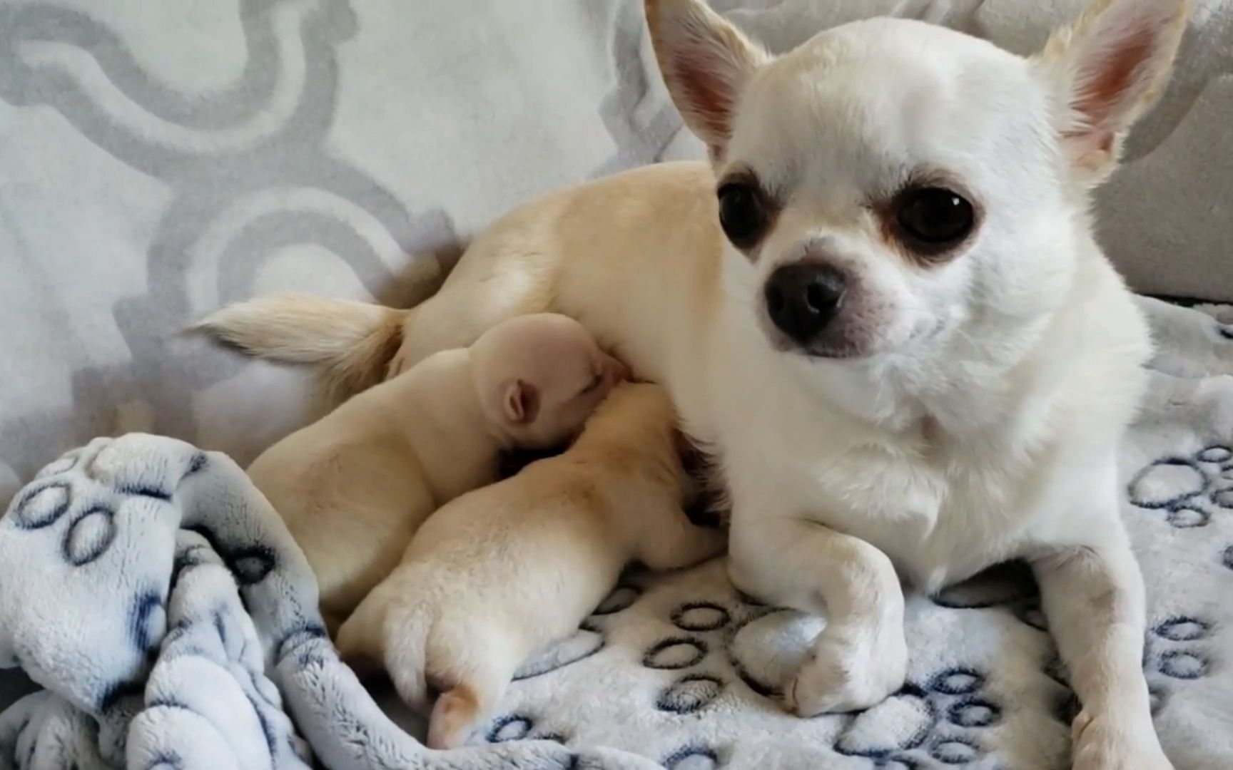 小吉娃娃宝宝黏着麻麻喝奶奶的一天,好可爱呀