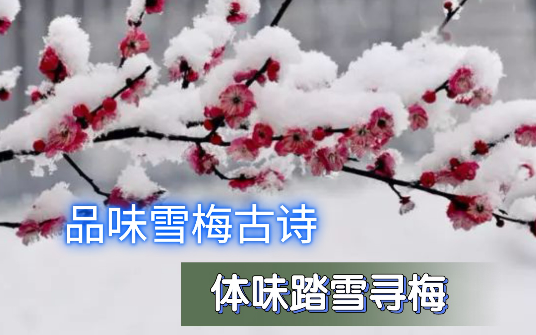 [图]观雪中红梅开，品味雪梅古诗，体味踏雪寻梅