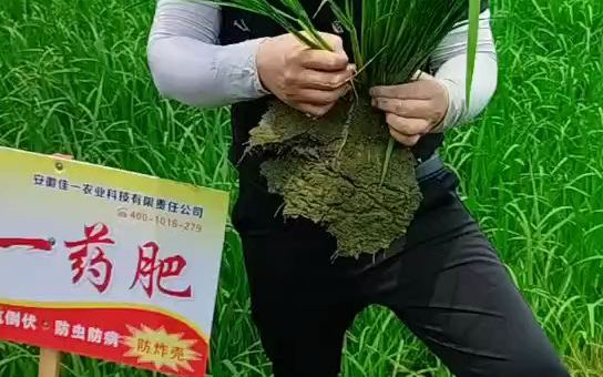 高产杂交水稻佳一福稻1588 水稻专用佳一药肥