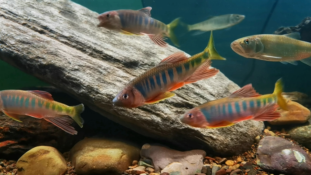 霸气侧漏长鳍鱲奉化种