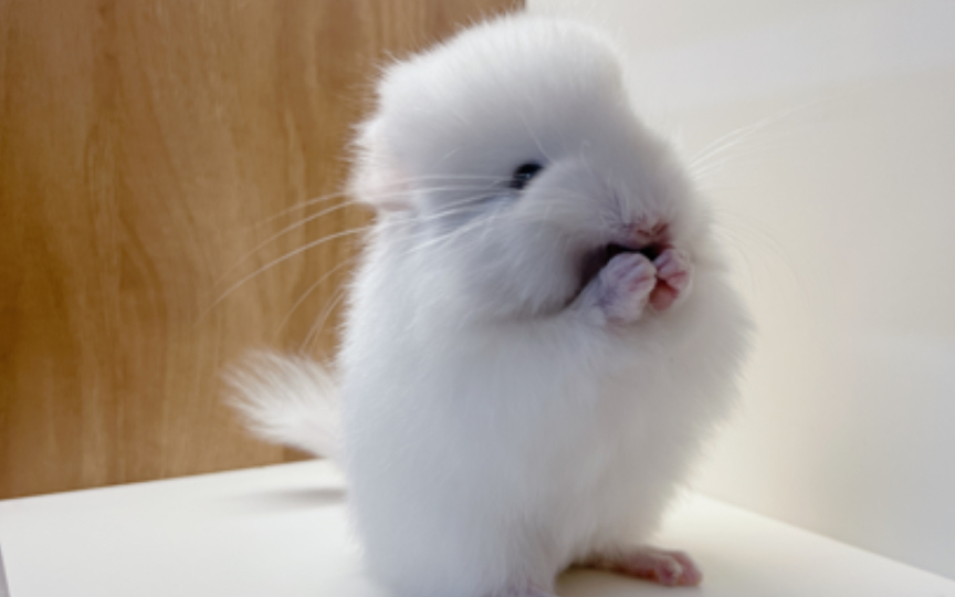 面团一样的龙猫宝宝,我可以一口一个!