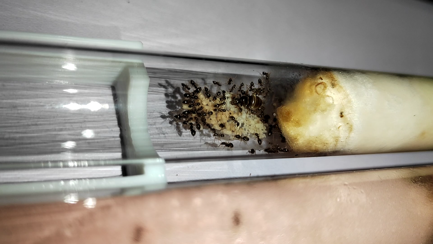 玉米毛蚁新后至今145天