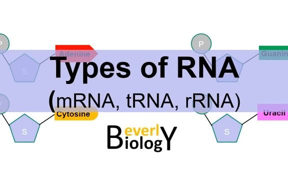 Types of RNA: (mRNA, tRNA, rRNA)  RNA分类哔哩哔哩bilibili