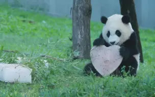 Скачать видео: 华动ins发布的告别视频，小奇迹的剪辑片段