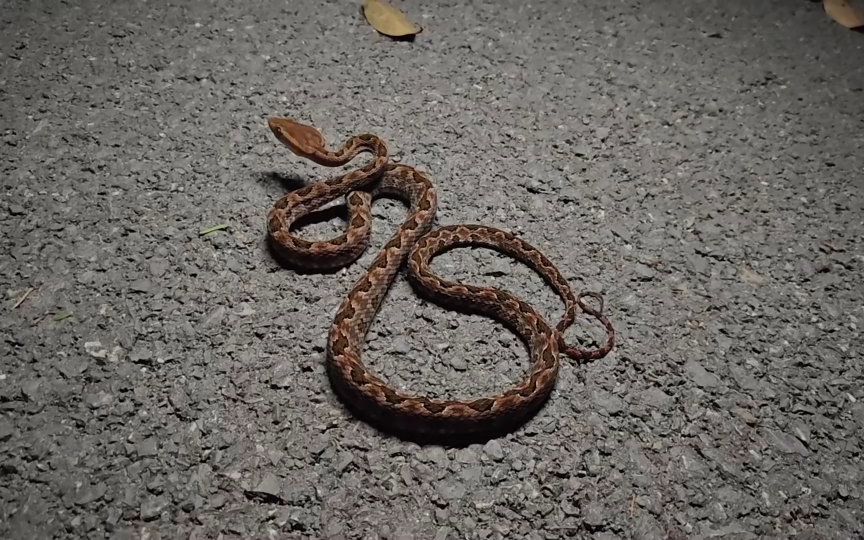 原矛头蝮(转自龙雅的户外科普视频(纯享版))