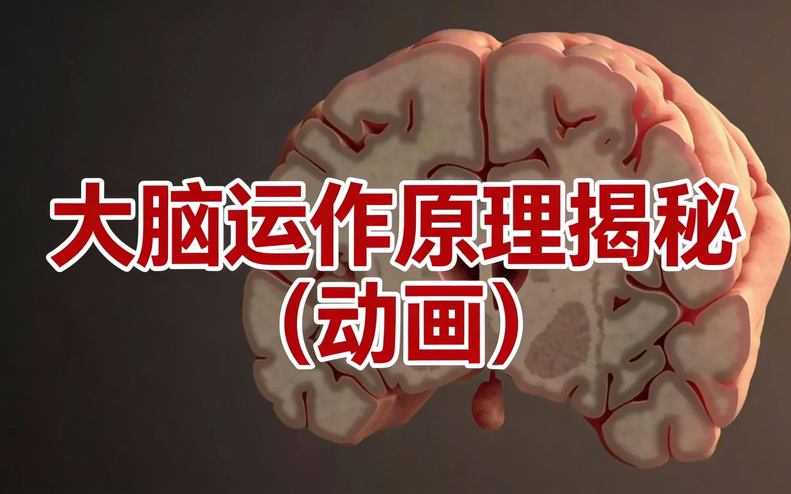 [中配]大脑运作原理揭秘（动画） - Thomas Schwenke