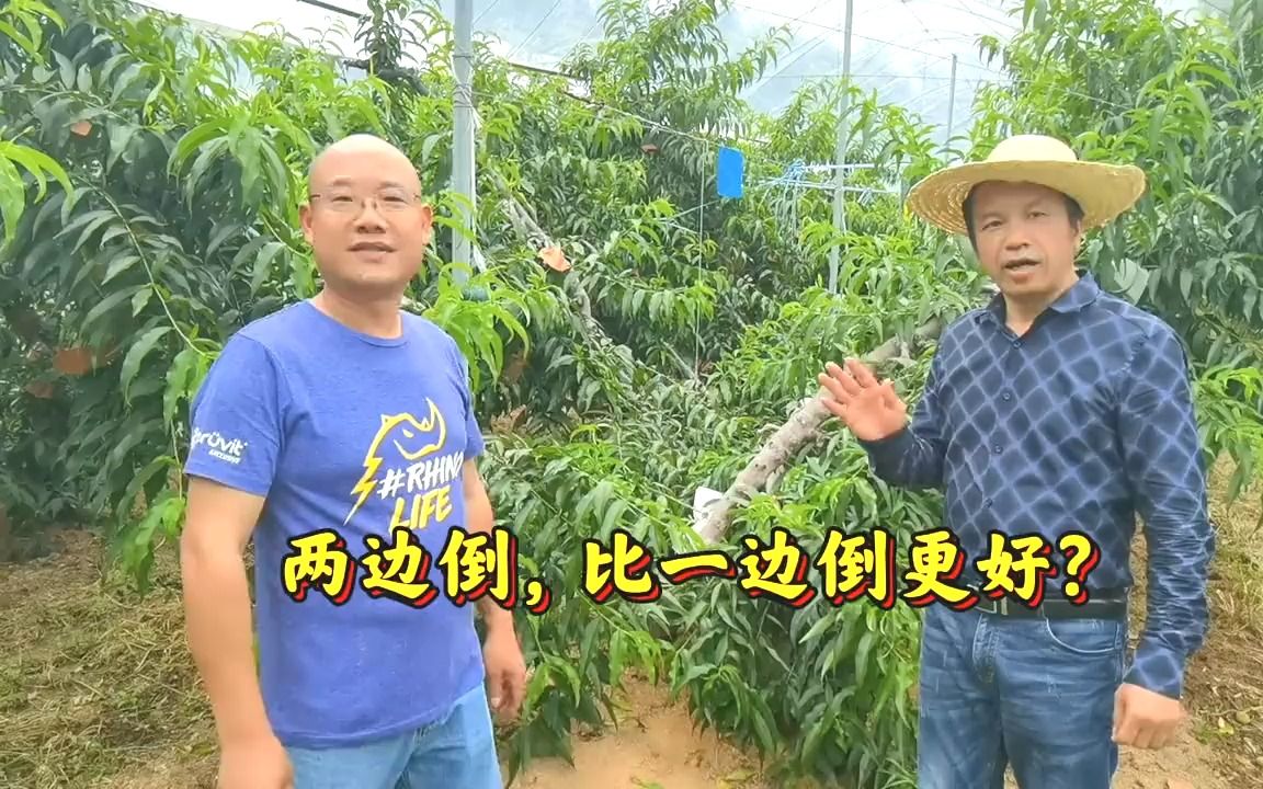 [图]两边倒树形确实有优势，但不是所有人所有树都能采用的，你怎么看