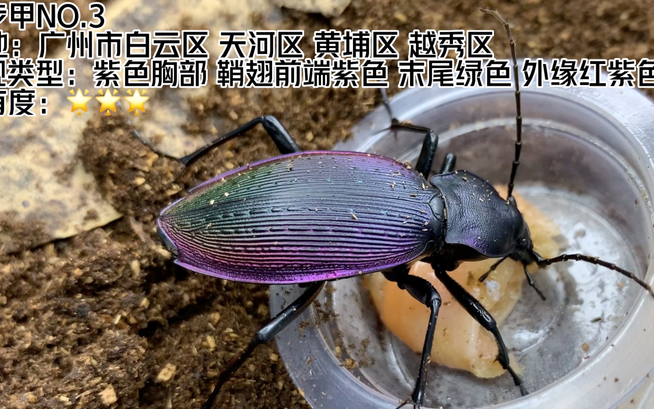 广州的奇步甲竟然有7种类型!你都有见过吗?