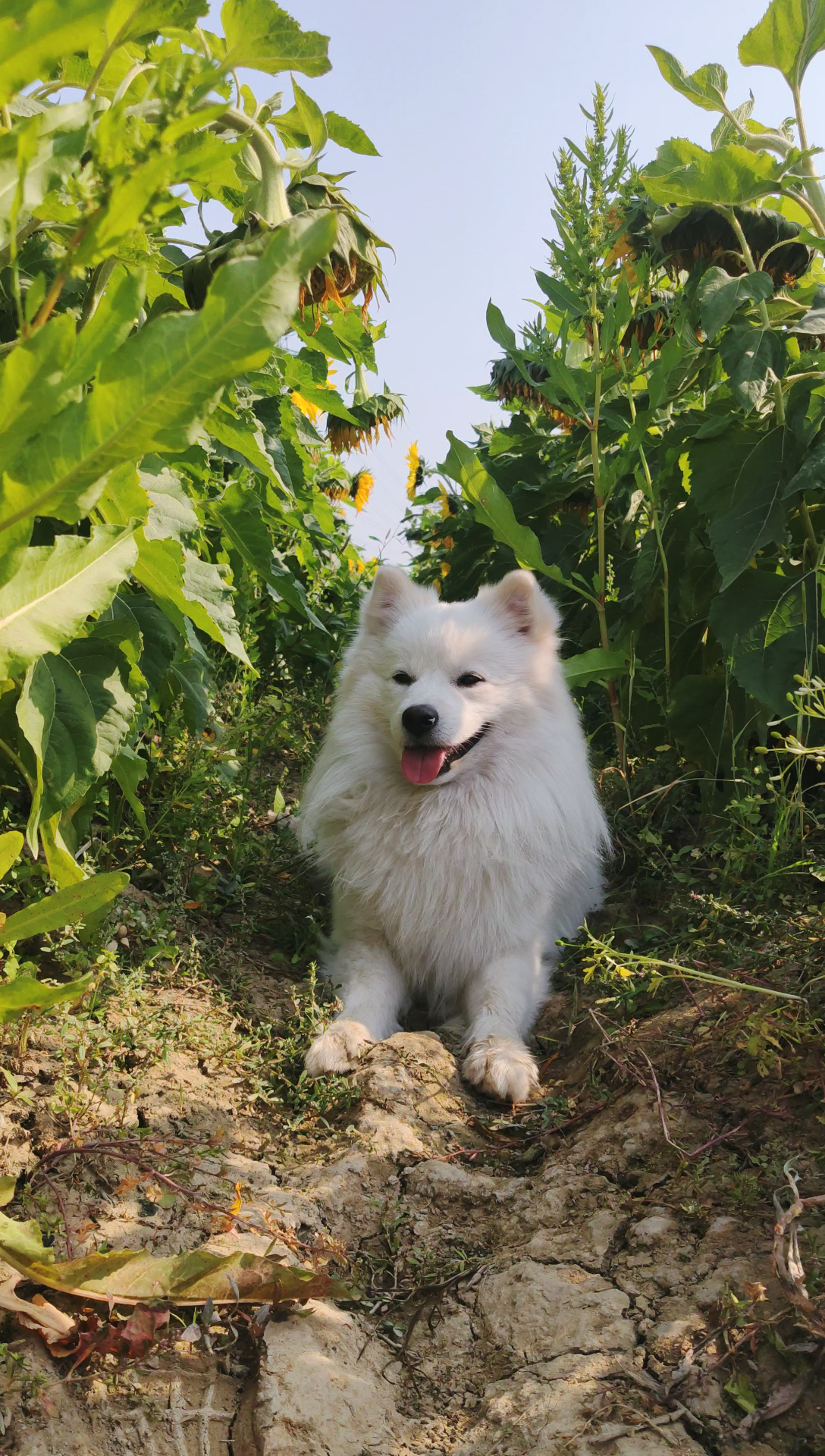 向日葵园里小银狐阿伟快出来受死吧