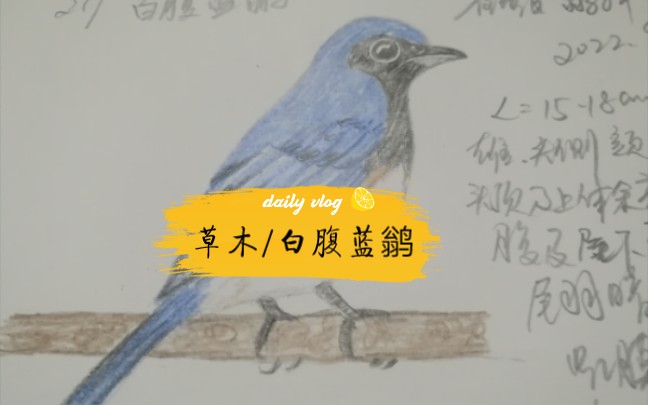 【手绘鸟图】219白腹蓝鹟哔哩哔哩bilibili