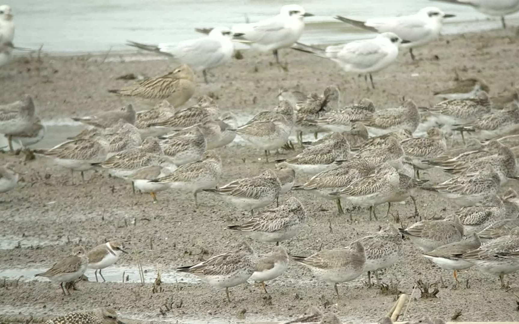 17.10.4上海南汇,一千平米二十多种水鸟你见过没?哔哩哔哩bilibili