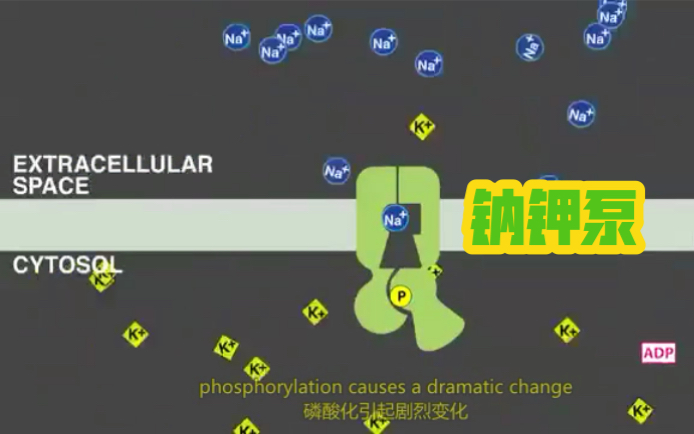 钠钾泵,1ATP 2K 3Na,外正内负的静息电位的分子基础【膜蛋白】哔哩哔哩bilibili