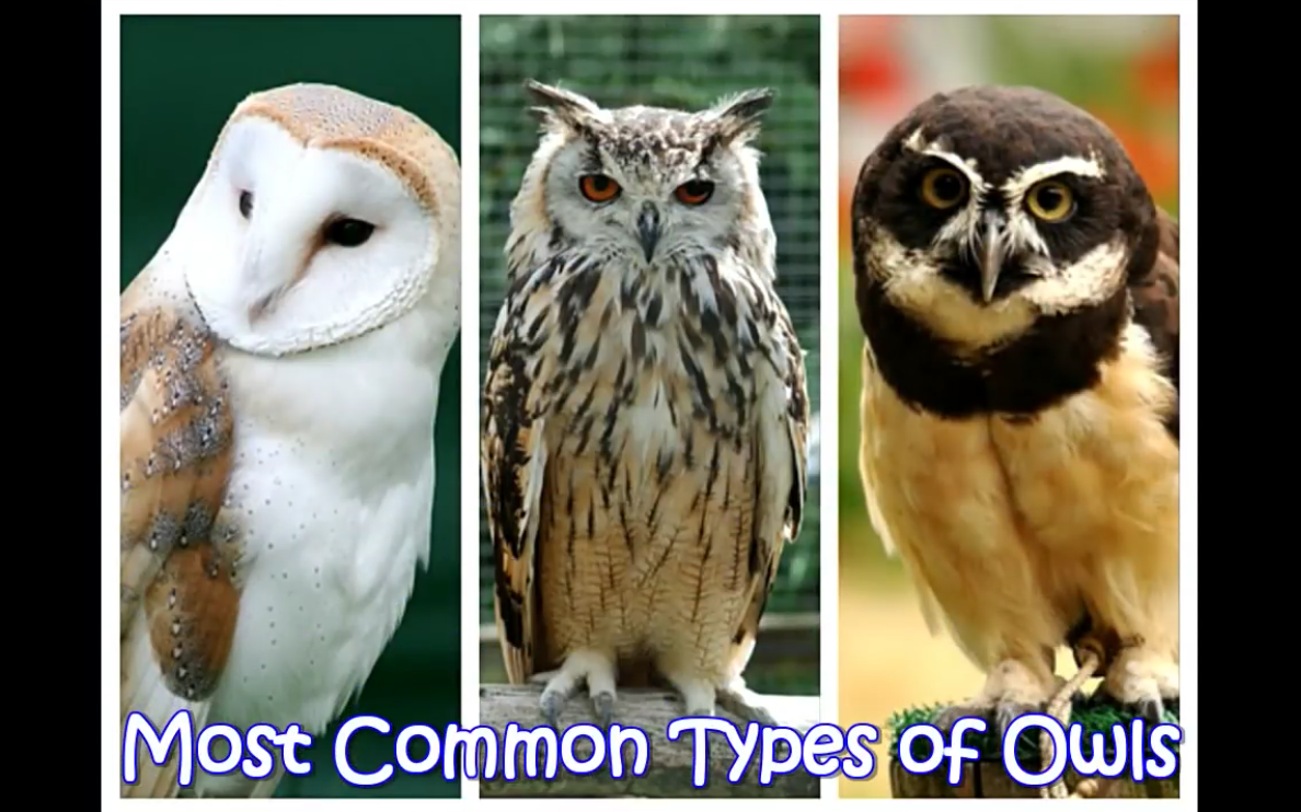 几种常见的猫头鹰的辨别