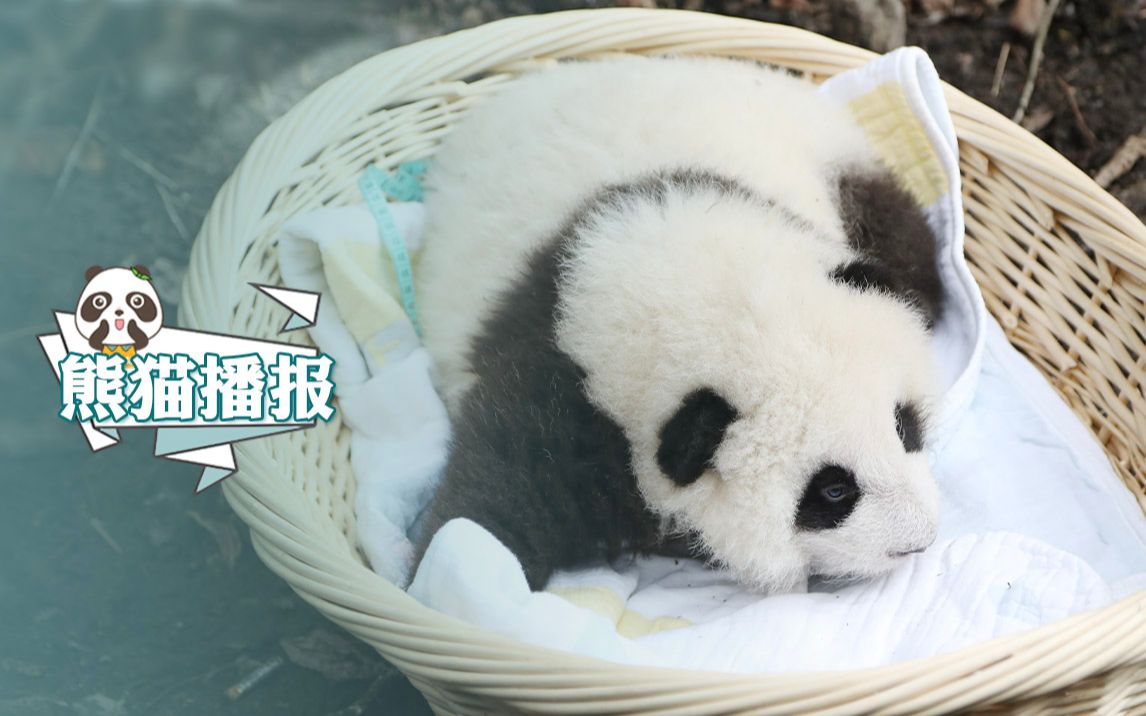 野外引种大熊猫"乔乔"及幼仔安全带回核桃坪野化培训基地