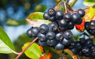 下载视频: 不老莓“Aronia”——超强抗氧化、越吃越美的小众水果，味道如何？来试吃一下【浆果园记#25】