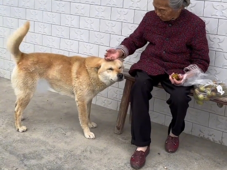 最忠诚的犬种哔哩哔哩bilibili