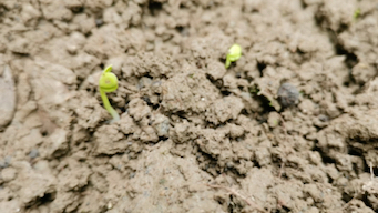 [图]植物的力量.一粒小小的种子的蜕变