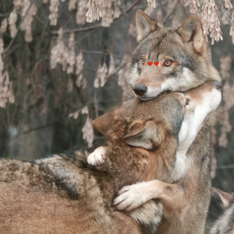 抱抱!#狼# #犬科动物# ——摄影师:sander van der wel