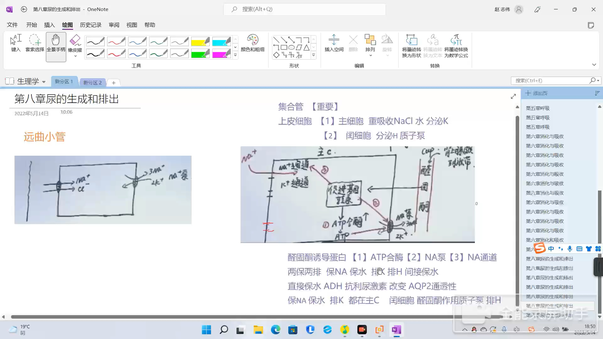 生理学打基础:四分钟理清醛固酮的三大诱导蛋白以及醛固酮保Na保水排H排K的作用机制 .醛固酮和抗利尿激素保水的区别哔哩哔哩bilibili