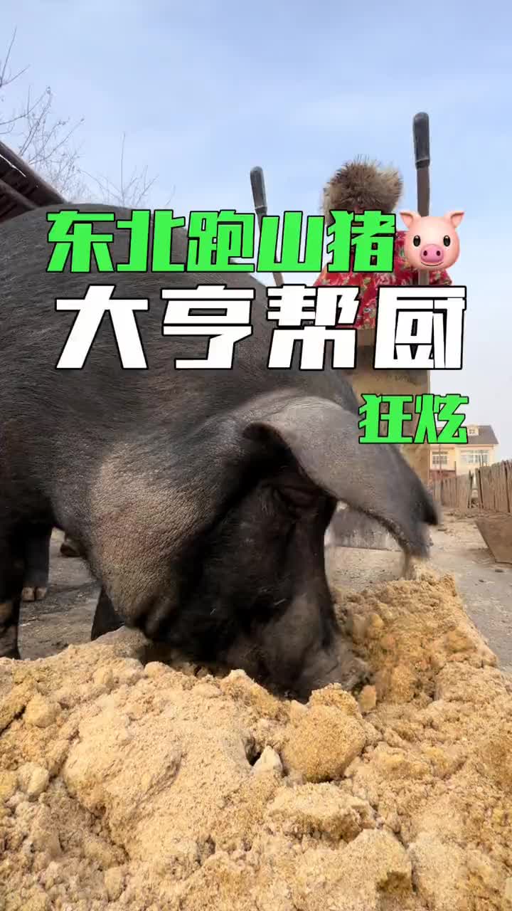 好吃的的年猪是这样养的哔哩哔哩bilibili