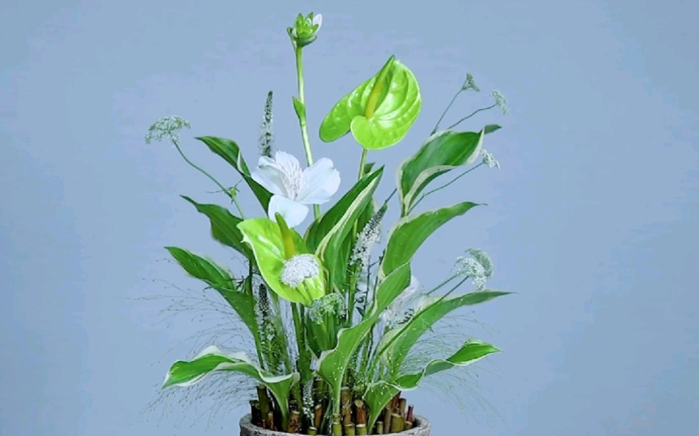 红瑞木玉簪叶插花|人生百般滋味,生活烦请笑对.