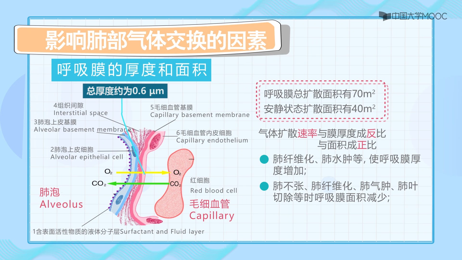 肺通气与肺换气图片