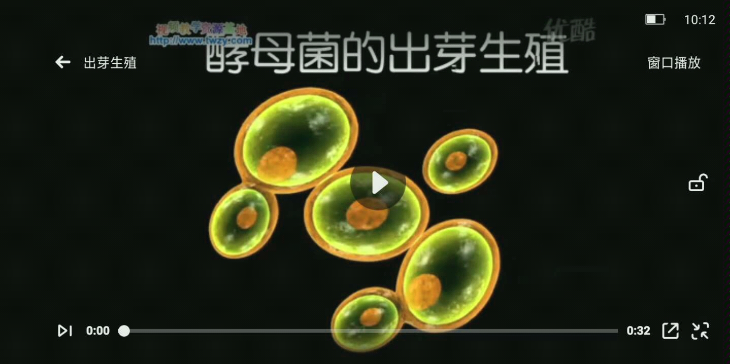 酵母出芽生殖图片