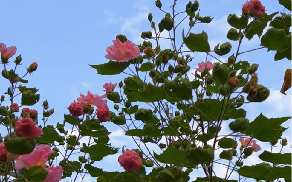 《变颜色!芙蓉花有N种可能》:花朵会经历从白色到粉红色,再到深红色的颜色变化过程.原因是什么呢?1. 气温变化2. 光照强弱3. 土壤酸碱4. 品种不同....