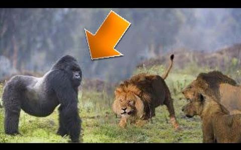 [图]斗兽视频 大猩猩VS狮虎 第4期
