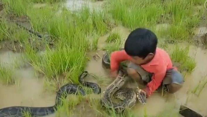 耕地遇到蟒蛇怎么办?这两个小孩的做法太勇敢了!