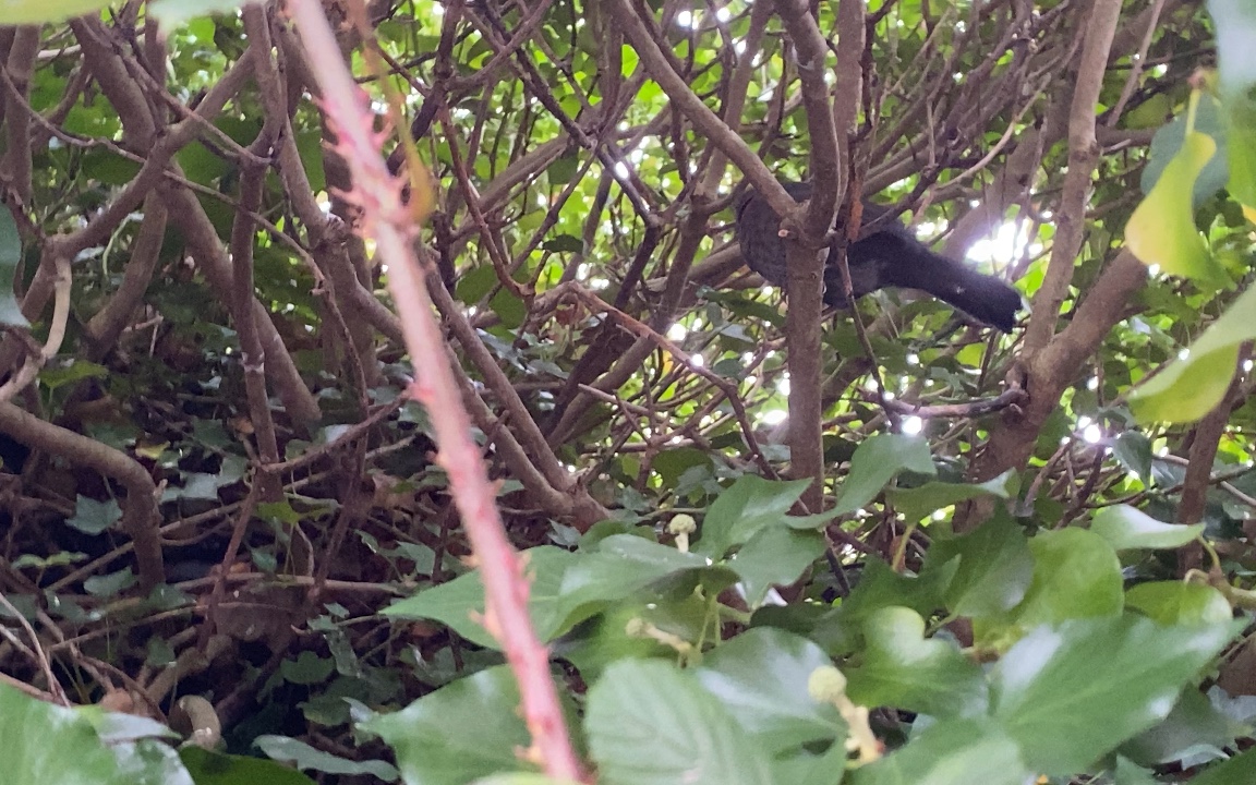 换毛期的小乌鸫