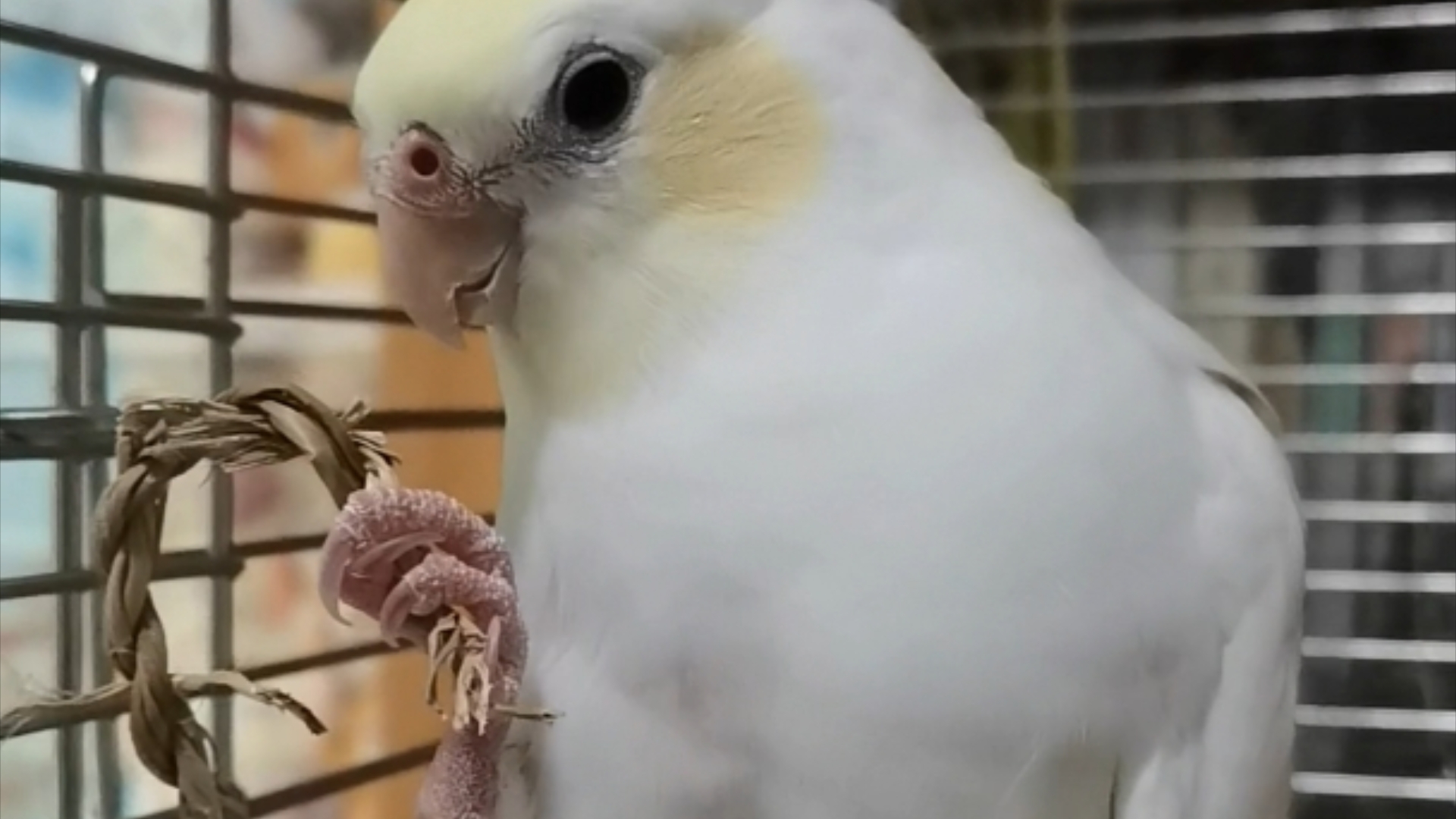 小母鸡的爪子大有用处