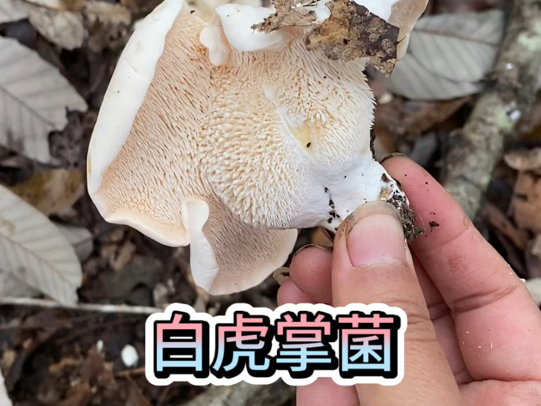 像羊胡子的菌子,也叫白虎掌菌,白齿菌哔哩哔哩bilibili