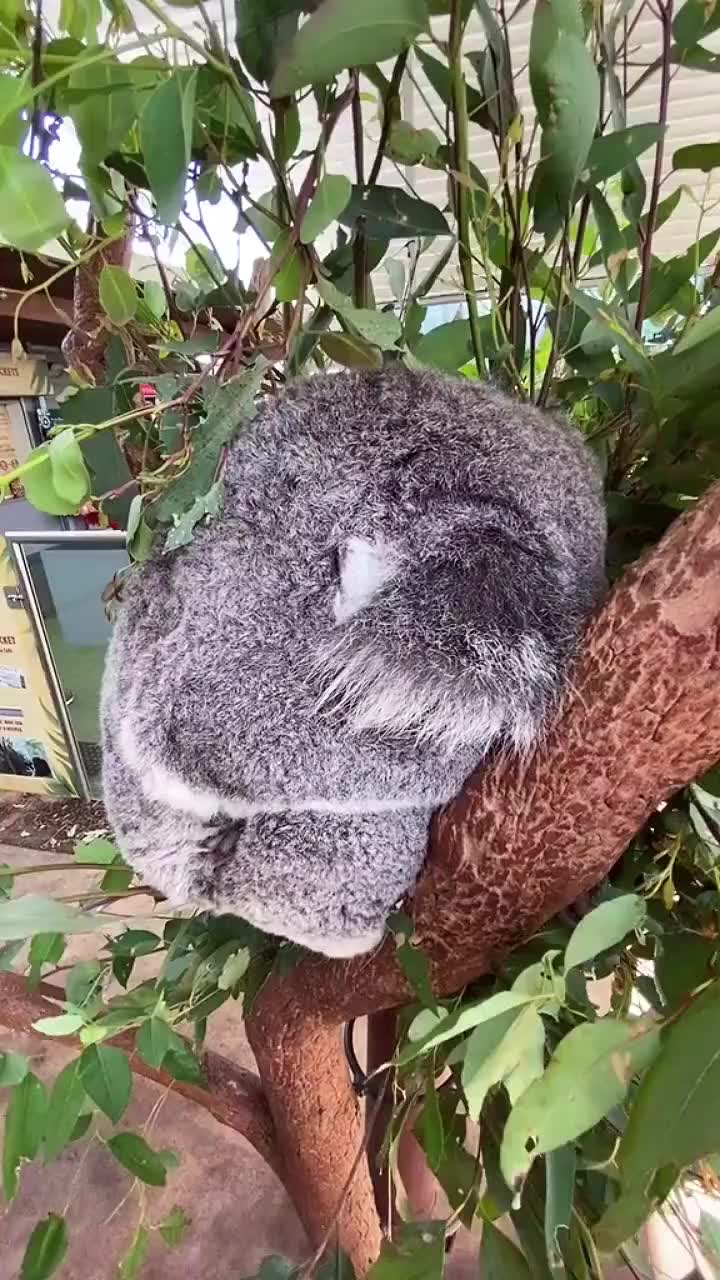 抱着宝宝睡觉的树袋熊妈妈