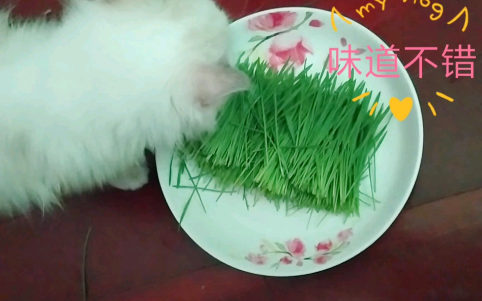 猫草种植 水培哔哩哔哩bilibili