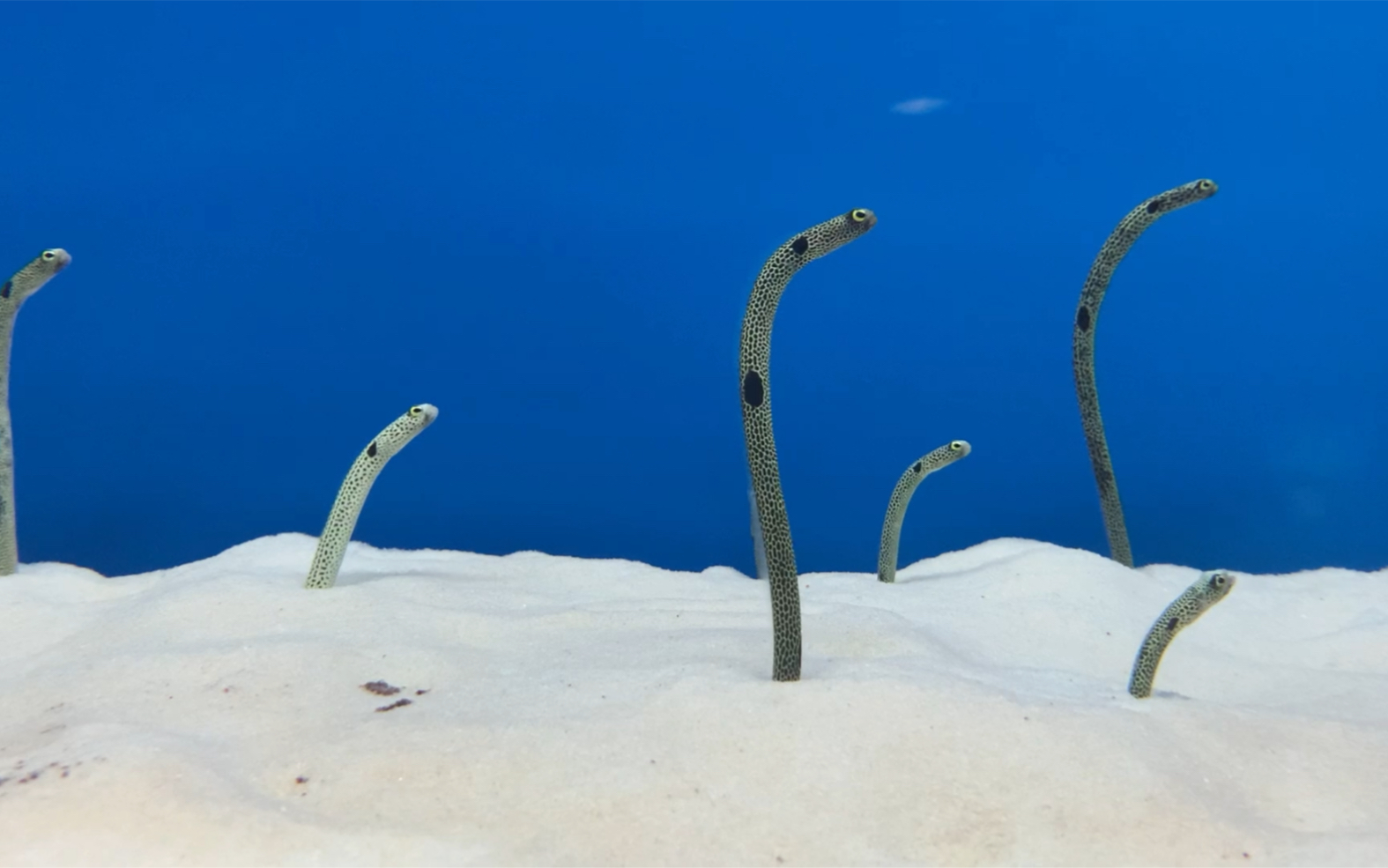 黑斑沙鳗ヾ(07〇`)17787878