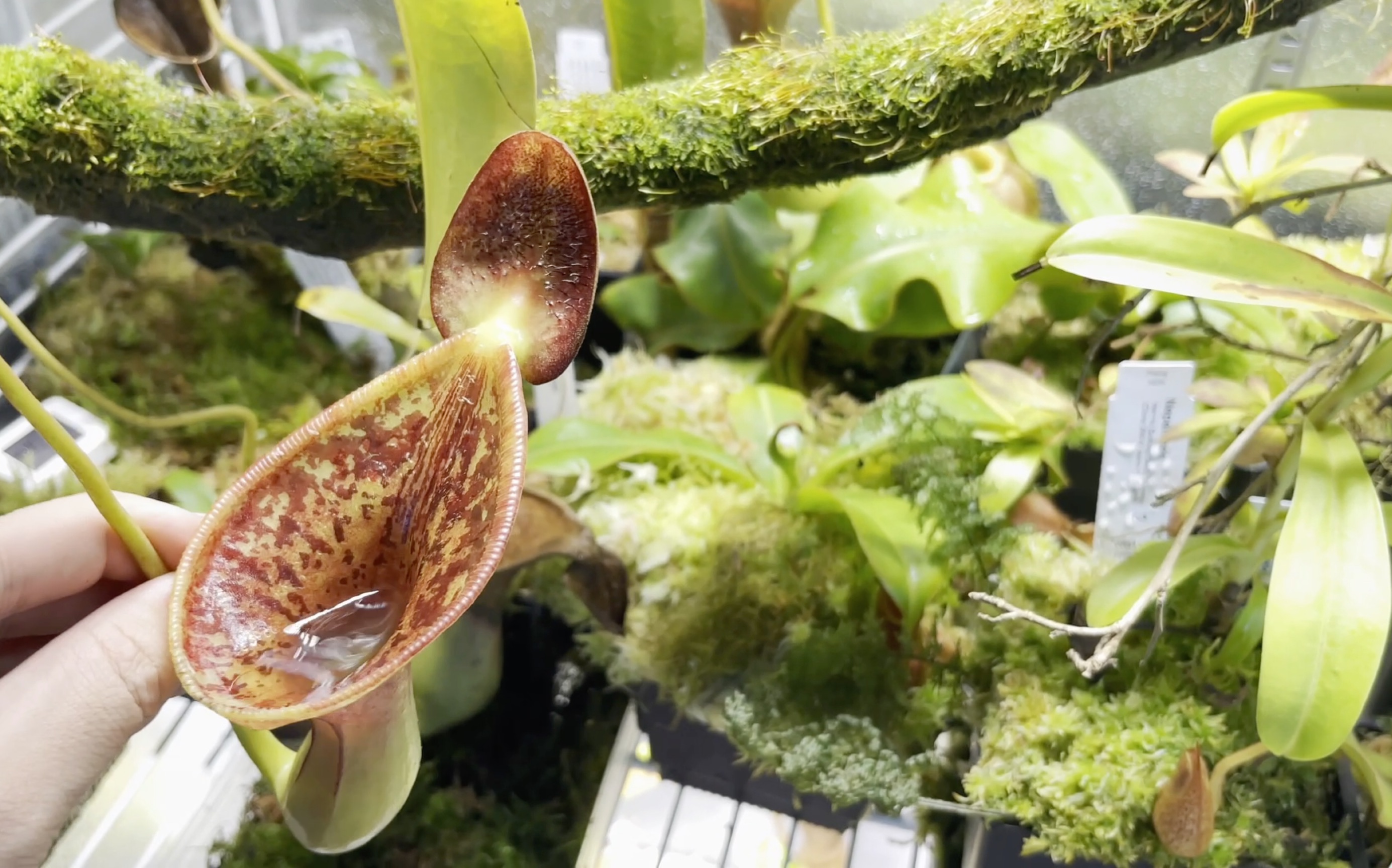 高地原种猪笼草合集